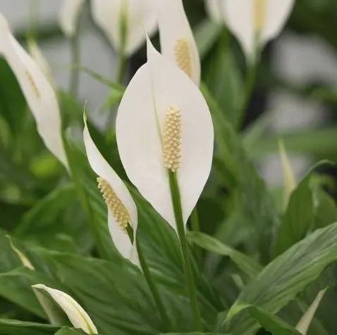 Alismatales: A Deep Dive into an Ancient and Ecologically Important Order