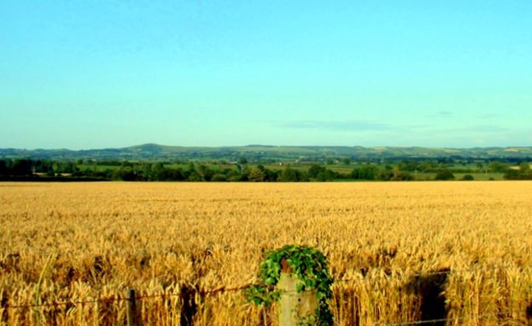Arable Land