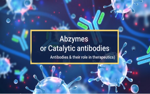 Abzyme: The Engineered Catalyst for Targeted Therapeutics