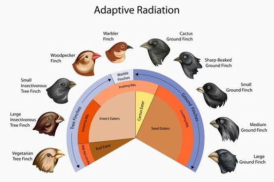 Adaptive Radiation: The Evolutionary Process of Diversification