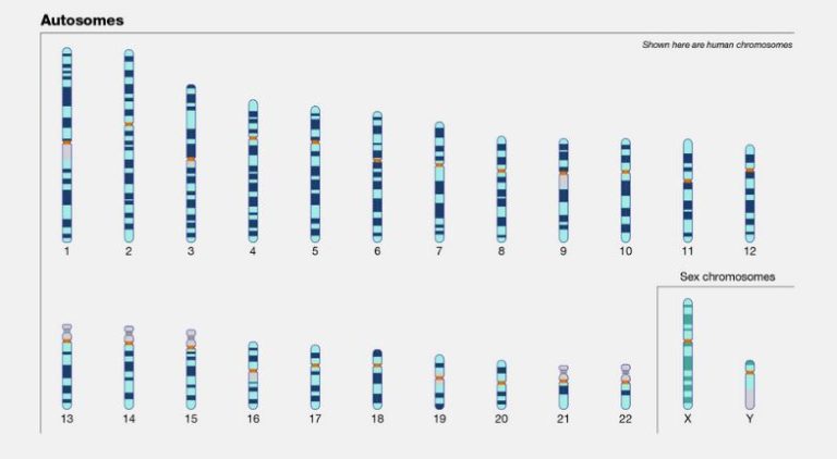 Autosome: The Non-Sex Chromosomes