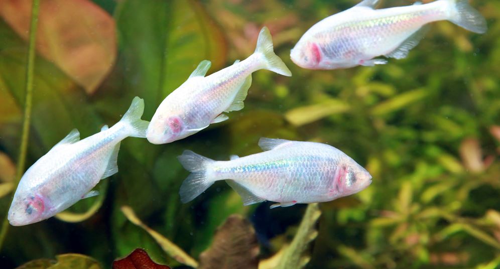 While cave-dwelling Mexican tetras have lost their eyesight, they have developed other sensory adaptations to thrive in their dark environment.