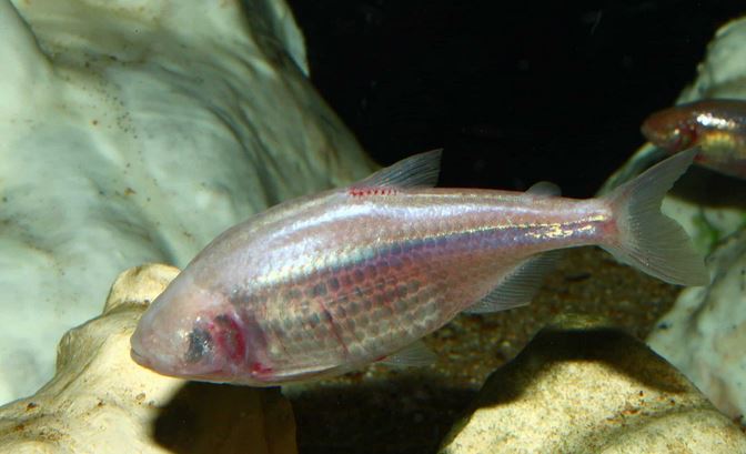 Why is the Mexican tetra blind?